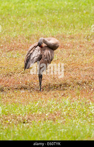 Grus Canadensis Sandhill Crane kissimmee Florida USA Stockfoto