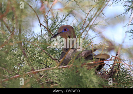 Weiß – Winged Taube im Nest (Zenaida Asiatica), Arizona, USA Stockfoto