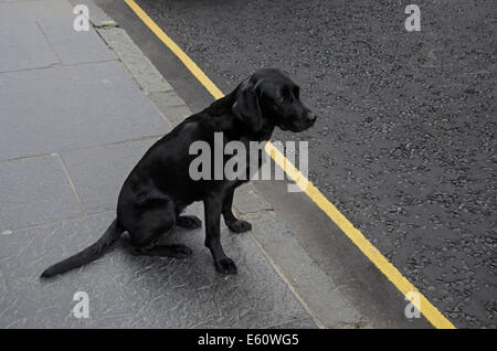 Ein schwarzer Labrador Hund sitzt auf dem Bürgersteig neben eine gelbe Linie auf der Straße. Stockfoto