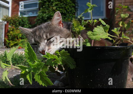 Tabby Katze Katzenminze Pflanze riecht Stockfoto