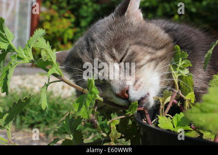 Tabby Katze reiben Katzenminze Pflanze Stockfoto