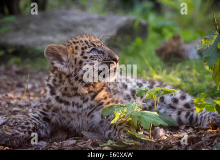 Weibliche Amur Leopard Cub im Sonnenlicht, nachschlagen Stockfoto