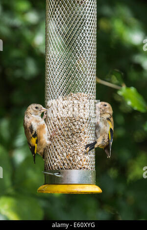 Zwei unreife Stieglitze, Zuchtjahr Zuchtjahr, Fütterung auf Sonnenblumen Herzen in ein Vogelhäuschen in einen englischen Garten Stockfoto