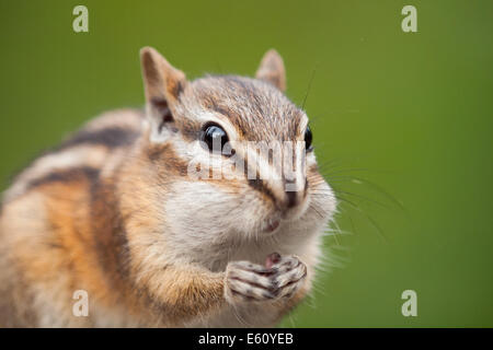 Eine niedliche zumindest Chipmunk (Tamias ZIP) mit Pausbacken.  Edmonton, Alberta, Kanada. Stockfoto