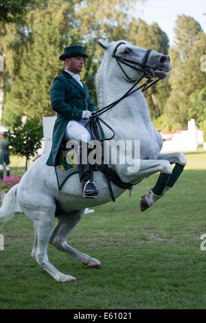 Bratislava, Slowakei. 10. August 2014. Demonstration der klassischen Dressur der Lipizzaner Hengst während der Mercedes-Benz Grand Prix Bratislava, Slowakei-Credit: Lubos Paukeje/Alamy Live News Stockfoto