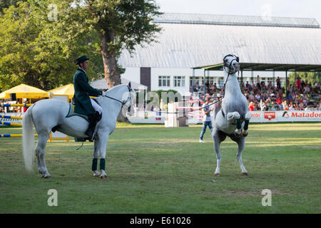 Bratislava, Slowakei. 10. August 2014. Demonstration der klassischen Dressur der Lipizzaner Hengst während der Mercedes-Benz Grand Prix Bratislava, Slowakei-Credit: Lubos Paukeje/Alamy Live News Stockfoto