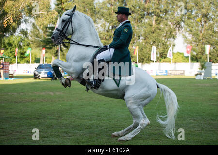 Bratislava, Slowakei. 10. August 2014. Demonstration der klassischen Dressur der Lipizzaner Hengst während der Mercedes-Benz Grand Prix Bratislava, Slowakei-Credit: Lubos Paukeje/Alamy Live News Stockfoto