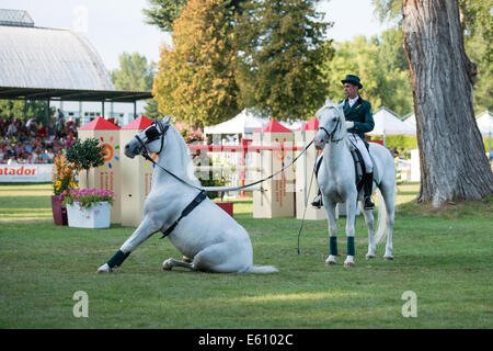 Bratislava, Slowakei. 10. August 2014. Demonstration der klassischen Dressur der Lipizzaner Hengst während der Mercedes-Benz Grand Prix Bratislava, Slowakei-Credit: Lubos Paukeje/Alamy Live News Stockfoto