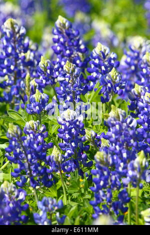 Ein Feld voller Texas Bluebonnet (Lupinus Texensis) im Bereich Hill Country von Texas, USA. Stockfoto