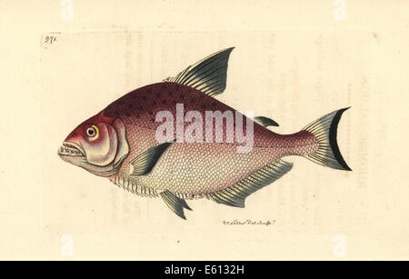 Redeye Piranha, Serrasalmus Rhombeus. Stockfoto