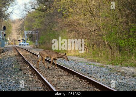 Weiß - angebundene Rotwild buck Kreuzung Eisenbahnschienen. Thatcher Woods Forest Preserve, Cook County, Illinois Stockfoto