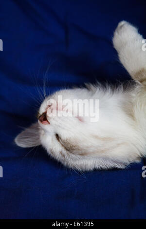 Jugendkriminalität weiblichen beige Katze bequem genießen einen nap Stockfoto