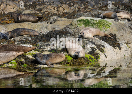 Seehunde sonnen sich auf Felsen, Loch Alsh, Schottland Stockfoto