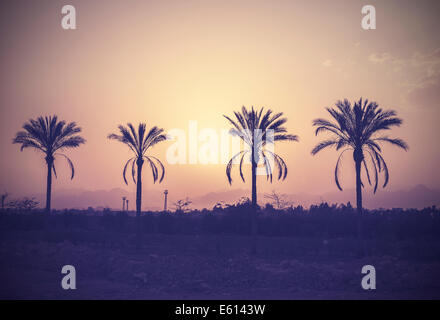 Vintage stilisierte Palmen Bäume Silhouetten bei Sonnenuntergang. Stockfoto