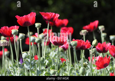 Schlafmohn vor schwarzem Hintergrund Stockfoto