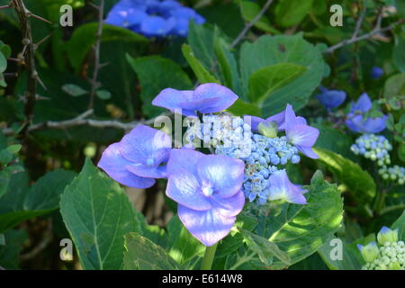 Blaue Hortensie Blume Stockfoto