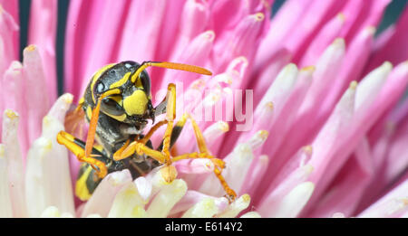 Gelbe Jacke (Wasp) / Wespe ist das Sammeln von Pollen und Nektar aus Blüten. Stockfoto