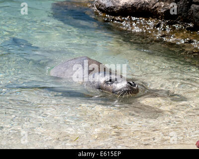 Mittelmeer-Mönchsrobbe entspannen am Meer Untiefen Stockfoto