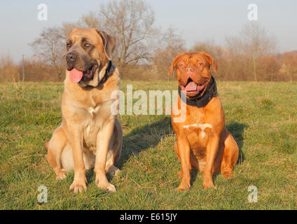 Dogge de Bordeaux oder Bordeaux-Dogge und einem Cane Corso Italiano sitzen auf einer Wiese Stockfoto