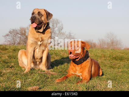 Dogge de Bordeaux oder Bordeaux-Dogge und einem Cane Corso Italiano auf einer Wiese Stockfoto