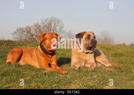 Dogge de Bordeaux oder Bordeaux-Dogge und einem Cane Corso Italiano auf einer Wiese liegend Stockfoto