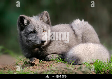 Polar Fox oder Polarfuchs (Vulpes Lagopus, Alopex Lagopus), Sommer Mantel, Gefangenschaft, Deutschland Stockfoto