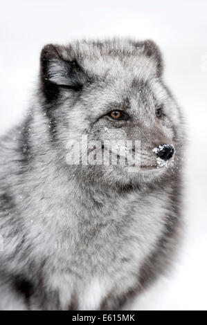 Polar Fox oder Polarfuchs (Vulpes Lagopus, Alopex Lagopus), im Winter, Porträt, in Gefangenschaft, Deutschland Stockfoto