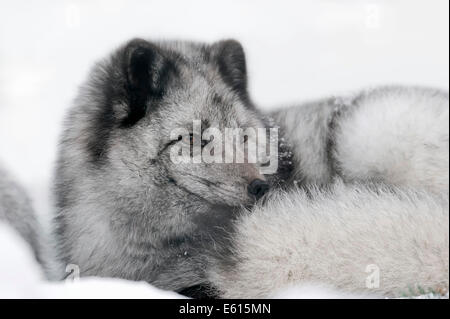 Polarfuchs oder Polarfuchs (Vulpes Lagopus, Alopex Lagopus), liegen im Schnee, Gefangenschaft, Deutschland Stockfoto