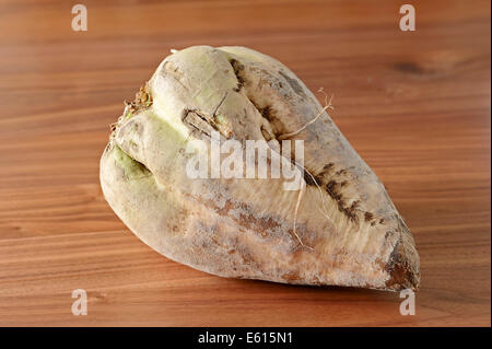 Zuckerrübe (Beta Vulgaris ssp. Vulgaris var. Altissima) Stockfoto