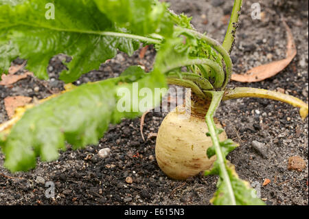 Kann Rübe oder Nevette (Brassica Rapa SSP. Rapa Var Majalis), North Rhine-Westphalia, Germany Stockfoto