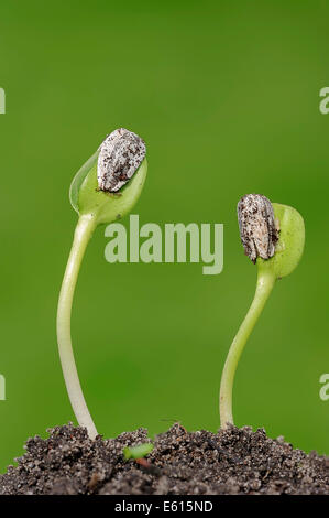 Sonnenblume (Helianthus Annuus) Sämlinge, North Rhine-Westphalia, Deutschland Stockfoto