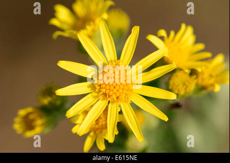 Rainfarn-Kreuzkraut (Senecio Jacobaea, Jacobaea Vulgaris), Blumen, North Rhine-Westphalia, Deutschland Stockfoto