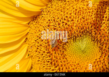 Sonnenblume (Helianthus Annuus) Blume Detail mit einer Honigbiene (Apis Mellifera), North Rhine-Westphalia, Deutschland Stockfoto