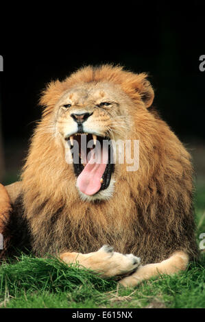 Afrikanischer Löwe (Panthera Leo), Männlich, Gähnen, stammt aus Afrika, Gefangenschaft, Deutschland Stockfoto