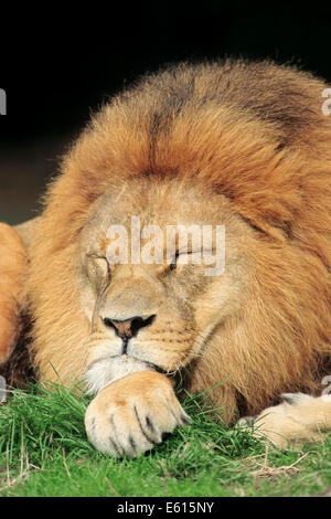 Afrikanischer Löwe (Panthera Leo), Mann schläft, ursprünglich aus Afrika, Gefangenschaft, Deutschland Stockfoto