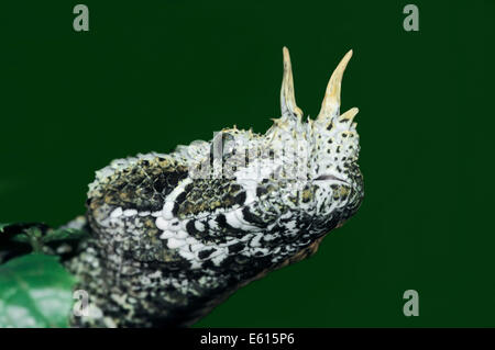 Rhinoceros Viper (Bitis Nasicornis), ursprünglich aus Afrika, in Gefangenschaft, Deutschland Stockfoto