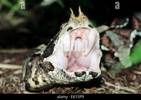 Rhinoceros Viper (Bitis Nasicornis) mit offenem Mund, ursprünglich aus Afrika, in Gefangenschaft, Deutschland Stockfoto