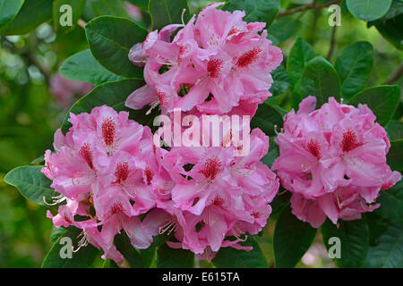 Rhododendron (Rhododendron "Furnivall Tochter"), geringere Sachsen, Deutschland Stockfoto