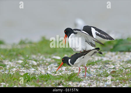 Eurasischen Austernfischer (Haematopus Ostralegus), Paarung, Texel, Provinz Nord-Holland, Niederlande Stockfoto