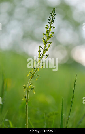 Gemeinsame Nestwurzen (Neottia Ovata), Baden-Württemberg, Deutschland Stockfoto