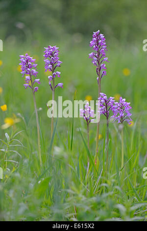 Militärische Orchidee (Orchis Militaris), Baden-Württemberg, Deutschland Stockfoto