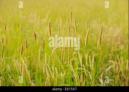 Phleum Pratense, Timothy grass Flowerheads in einer landwirtschaftlichen Wiese, Wales, UK Stockfoto