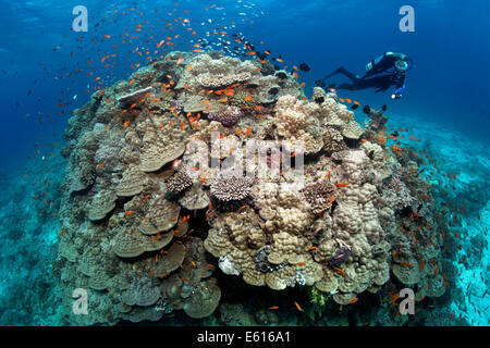 Scuba Diver Blick auf einen großen Stein Koralle mit Anthias (Anthiinae), Lhaviyani Atoll, Indischer Ozean, Malediven Stockfoto