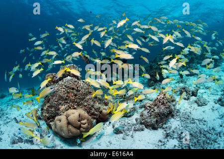 Bluestripe Snapper (Lutjanus Kasmira), Schwarm am Korallenriff, Lhaviyani Atoll, Indischer Ozean, Malediven Stockfoto