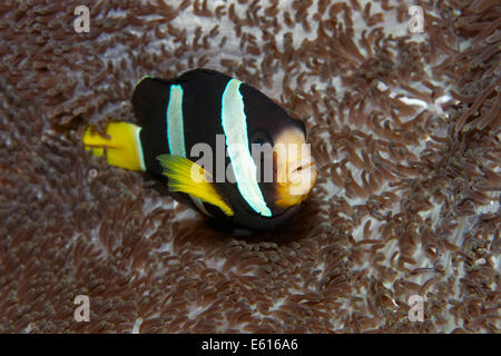 Clarks Anemonenfische oder Gelbschwanz Clownfische (Amphiprion Clarkii) bei einem Merten-Teppich-Anemone (regelmäßig Mertensii) Stockfoto