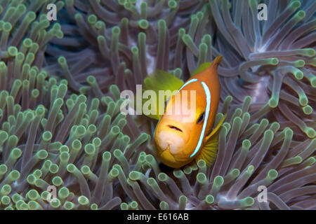 Maldive Anemonefish oder Blackfinned Anemonefish (Amphiprion Nigripes) in einer prächtigen Anemone (Heteractis Magnifica) Stockfoto