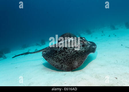 Black-spotted Stingray oder Blotched Fantail Ray (Taeniura Meyeni), knapp über dem sandigen Meeresgrund, Lhaviyani Atoll, Indischer Ozean Stockfoto