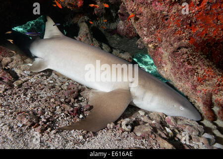 Tawny Ammenhai (Nebrius Ferrugineus), schlafend, versteckt unter Korallenblock, Lhaviyani Atoll, Indischer Ozean, Malediven Stockfoto