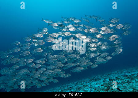 Blauer Stachelmakrelen (Carangoides Ferdau), im offenen Meer, Schwarm, Lhaviyani Atoll, Indischer Ozean, Malediven Stockfoto