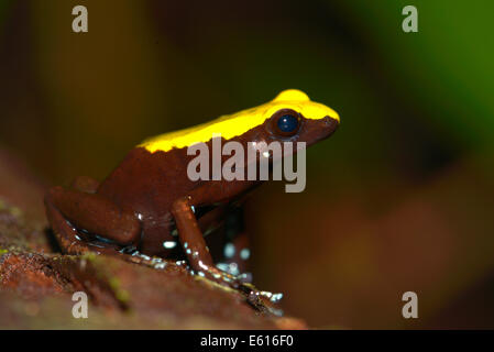 Klettern, Mantella (Mantella Laevigata), Nosy Mangabe, Madagaskar Stockfoto